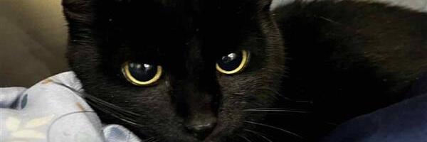 Politseinikud päästsid abivajava kassi