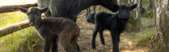 Setomaa Muuseumid otsivad kolmele mustale lambatallele setokeelseid nimesid