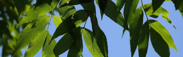 PTA: algas saare-salehundlase seire