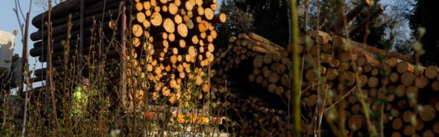 Keskkonnaühendused: VKG miljarditehas seab ohtu metsade süsinikutasakaalu ja süvendab toormekriisi