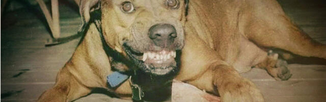 MEEDIAVALVUR: Kovalenko peksis korealast pähe ja ässitas koera kallale