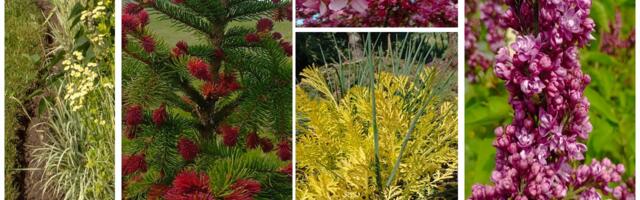 AVATUD AED Elurikkuse aias KEVADTÖÖD AIAS