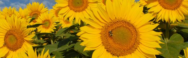 Päevahoroskoop : laupäev, 13. september