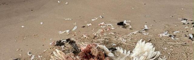 VIIRUS LEVIB | Tahkuna poolsaarelt tuvastati veelindudel lindude gripp