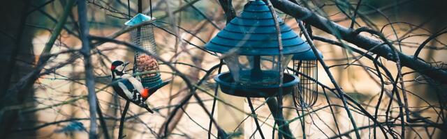 Nädalavahetusel vaatle aias askeldavaid linde