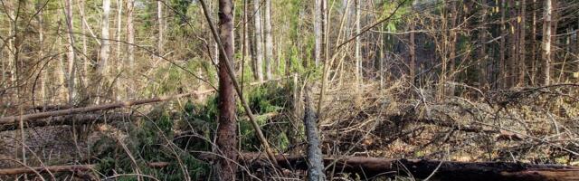 Majandatud metsad ja puittooted aitavad kliimamuutuste mõju leevendada