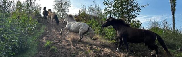 Modernse maailma probleemide käes vaevlevad ka hobused