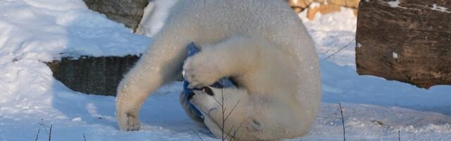 DELFI VOOG | Fotod_ talv loomaaias – elevandid joovad sooja teed, jääkaruõed pole sellist külma näinudki!