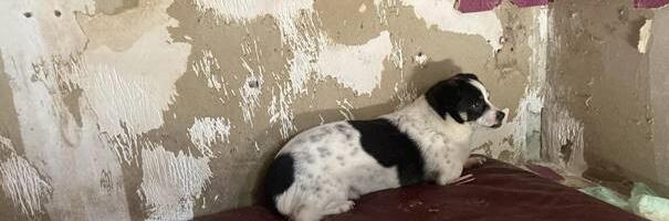 Tallinnas võeti omanikult koerad ära