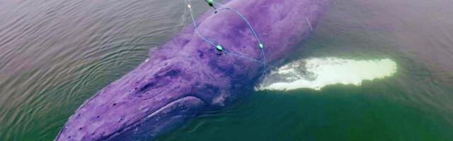 FOTOD | Läänemeres jäi kalavõrkudesse kinni väga haruldane loom