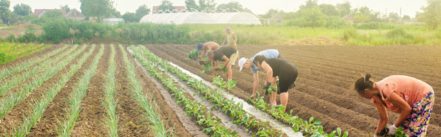 Põllumehed saavad riigilt erakorralist koroonaabi, kokku jagatakse laiali 12 miljonit