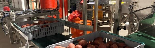 Fotod: kartulikasvatusühistu hankis kulude vähendamiseks pakkimisroboti