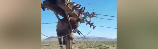 Reporter: Posti otsa kinni jäänud karu võttis ümbruskonna elanikelt elektri