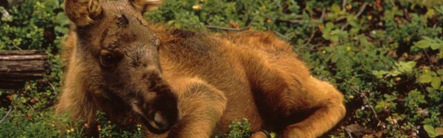 Põdravasikas suri piiril oleva lõiketraadi tekitatud vigastustesse