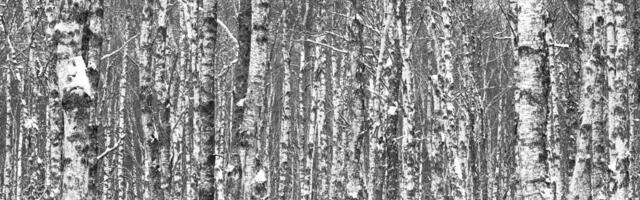 Romet Vaino: jalutuskäigud mööda talvise looduse tuiksooni