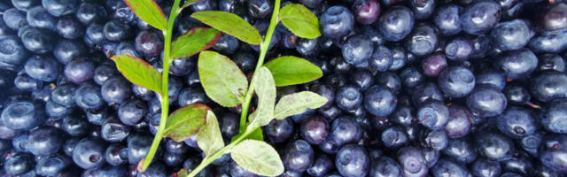 Hiiumaise mustika kilo eest tuleb välja käia kuni viis eurot