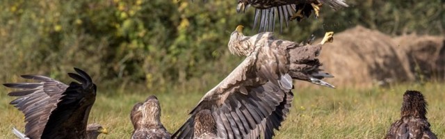 Jahihooaja saabudes on röövlindudes rohkem raskmetalli (mis viitab keskkonna saastatusele)