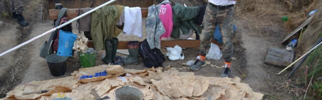 Eesti teadlased avastasid, et mõne Siberi mammuti luuleius on lämmastikusisaldus sama kõrge kui tänapäeva kiskjate omades