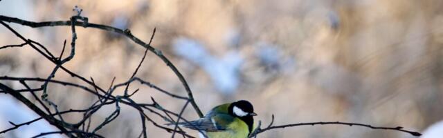 Loodushuviliste kogutud andmed ei jõua keskkonnaotsustesse