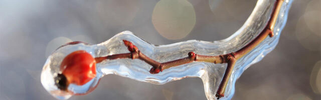 Prognoos muutus: Soome ei tulegi lumesadu, tuleb hoopis krõbe külm
