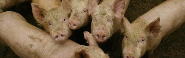 FSDN faktileht: 2024. aastal oli seakasvatuses võõrkapitali osakaal pea 40 protsenti