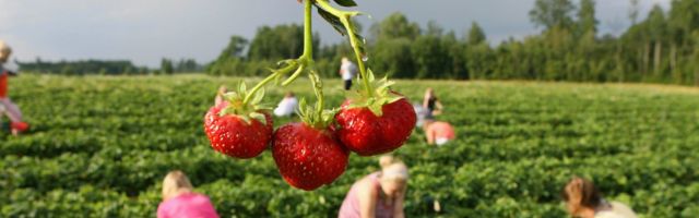 Võlaringi sattunud töötud ei soovi ametlikku tööd