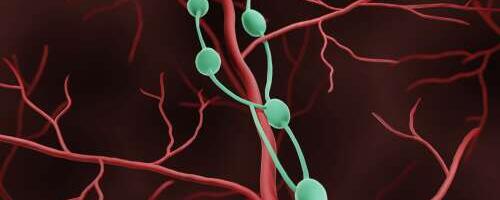 Kuidas lümfisüsteem sinu kehas töötab