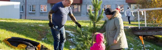 Veerandsada Voka elanikku ostis puu, et aleviku haljastust uuendada