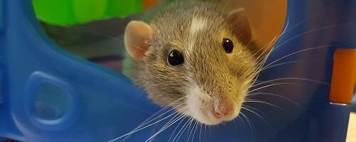 Mida tähendab see, kui näed unenäos rotte?