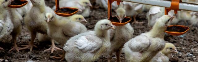 PTA: me seisame silmitsi maailmaga ilma antibiootikumideta