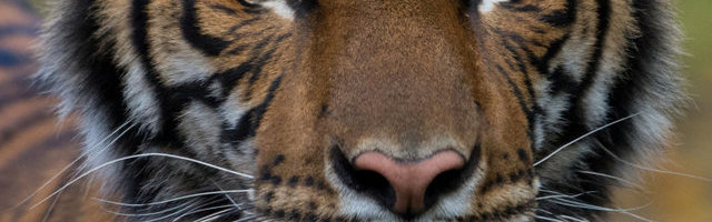 New Yorgi Bronxi loomaaias osutus positiivseks tiigri koroonaviiruse proov, ka teised tiigrid ja lõvid köhivad