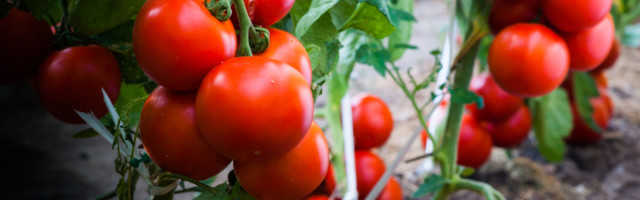 Lihtne nipp vabastab tomatite kastmise kohustusest ja tagab saagi kiirema valmimise