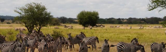 Must ninasarvik, lõvid puude otsas, võimsad looduspargid - Tansaania on loodusimede maa