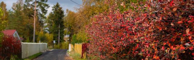 Aroonia – ilus nii väljast kui seest