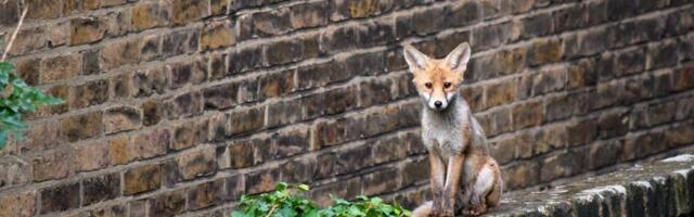 В Эстонии начинается осенняя вакцинация диких животных