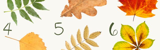 See lihtne test paljastab sinu isiksuse – vali leht ja loe, mida see tähendab