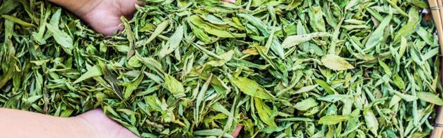 Stevia: populaarne magusaine, mis alandab veresuhkrut ja võitleb diabeediga