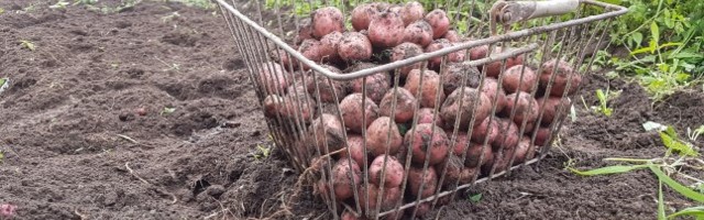 Liiga palju kartulit: hinnad on madalad, osa saaki jääbki põllule