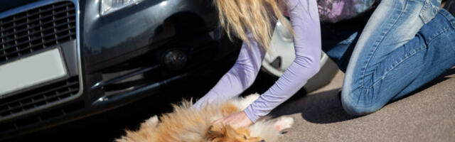 Lemmiklooma ja auto kokkupõrge võib kujuneda väga kulukaks mõlemale osapoolele