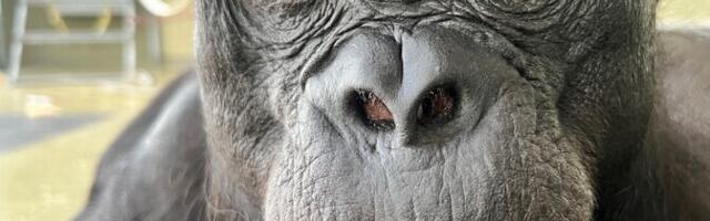 Uuring: kujutlusvõime juured ulatuvad vähemalt kuue miljoni aasta taha