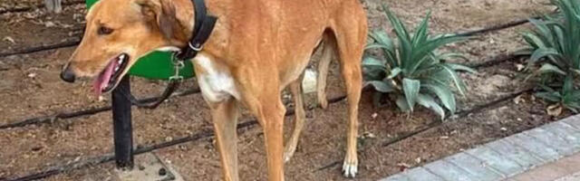 Dubai elanikud põgenevad ummisjalu, jättes maha oma lemmikloomad