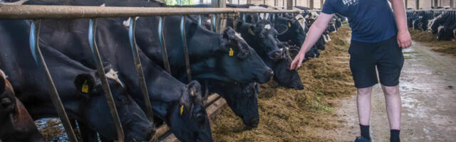 Kariloomad saavad põua tõttu toitu juba talvevarudest