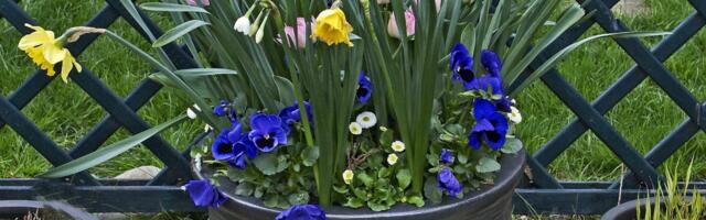 Kuidas sibullilli rõdukastis kasvatada?