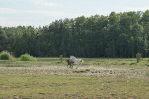 Keiu Maasik Tartu Kunstimajas 