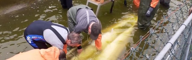 Reporter:  Narva jõkke lasti 30 000 Saksamaalt toodud Atlandi tuura maimu