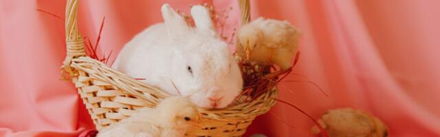 Suur Kodulindude ja Küülikute Laat juba sellel laupäeval