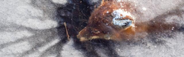 KUMMALINE LEID | Emajõe lähistelt avastati jäässe tardunud rebane