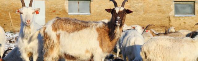 Ettevõtja plaanib Kohtla-Järvele 13miljonilist biogaasijaama