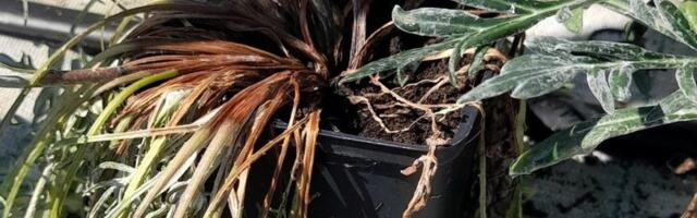 „Taimed lihtsalt küpsevad potis ära.“ Lõõmav päike teeb lillekasvatajad nõutuks