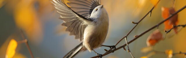 AJA VIIDE: Richard Branson reklaamist